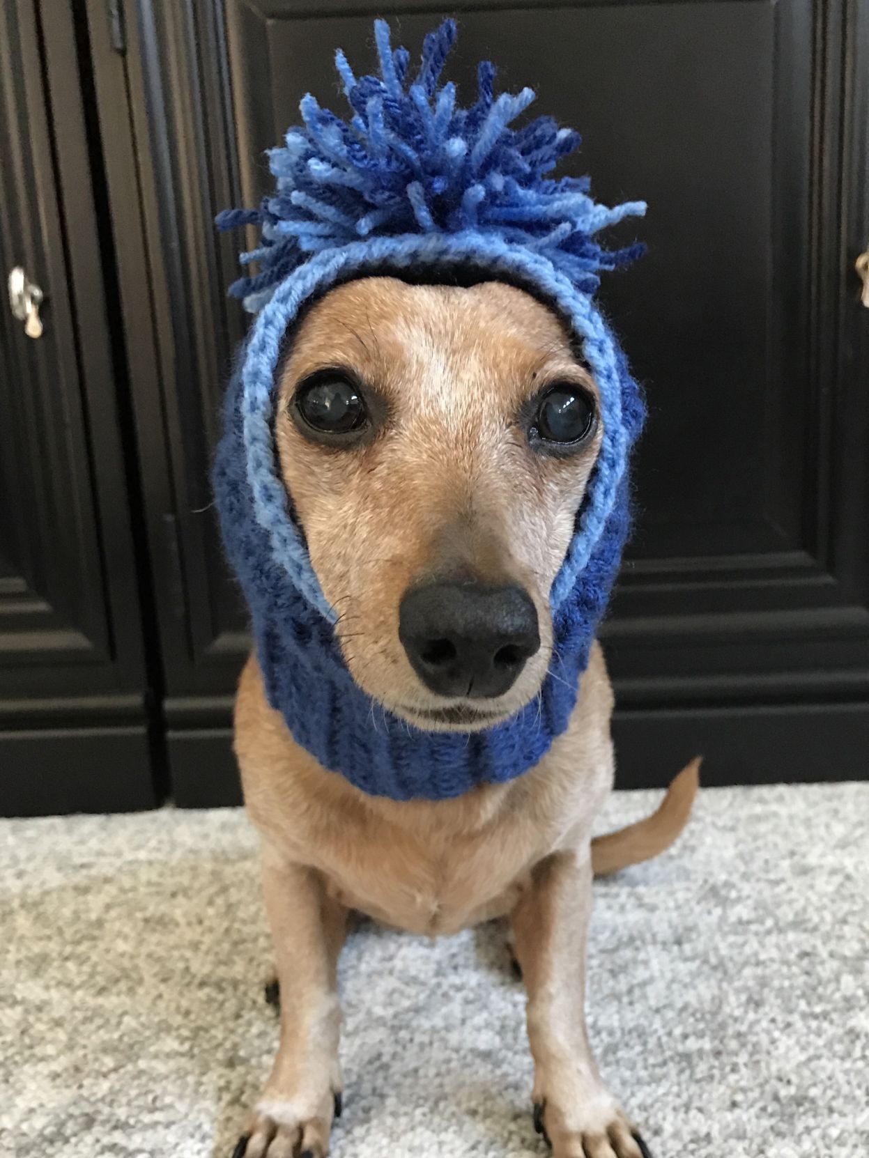 The Times Cutest Pets of Winter 2018